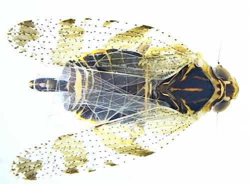 Tachycixius venustulus